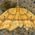 Geometridae indet  76 2