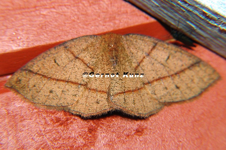 Geometridae indet 7 2 - Geometridae_indet__7_2.jpg Geometridae_indet__7_2.jpg