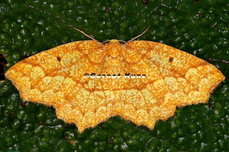 Geometridae indet  80 2