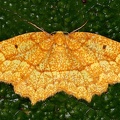 Geometridae indet  80 2
