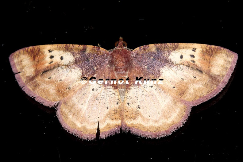 Geometridae_indet__84_2.jpg