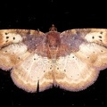 Geometridae indet  84 2