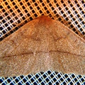 Geometridae indet  8 2