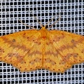 Geometridae indet  90 2