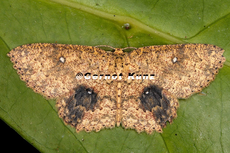 Geometridae indet  92 2