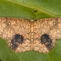 Geometridae indet  92 2
