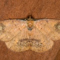 Geometridae indet  93 2