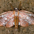 Geometridae indet  cf  181 3
