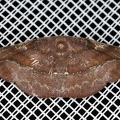 Geometridae indet  cf  1 2