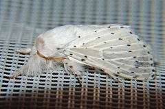 Artace cribraria  Dot-lined White 4 2