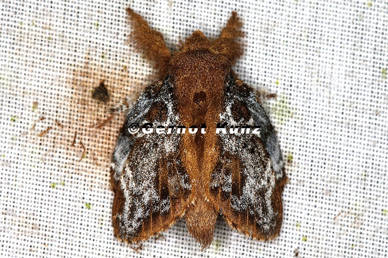 Euglyphis braganzoides 1 2 - Euglyphis_braganzoides_1_2.jpg Euglyphis_braganzoides_1_2.jpg