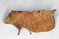 Prorifrons sp  2 2