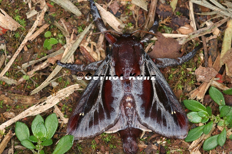 Archaria_sp__1_2.jpg