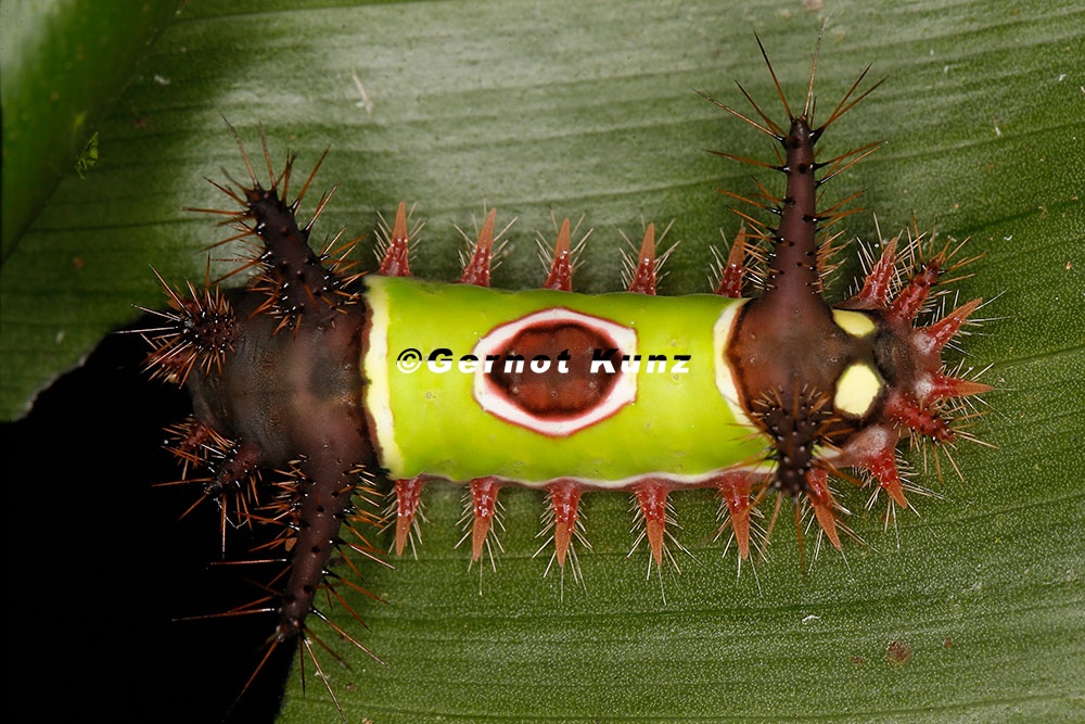 Acharia sp  28 2
