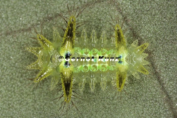 Euclea sp  23 2