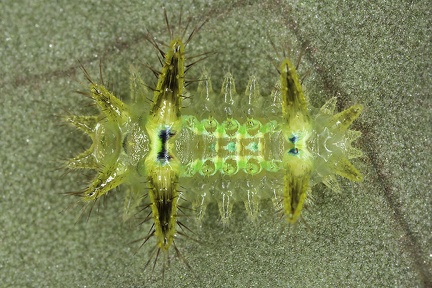 Euclea sp  23 2