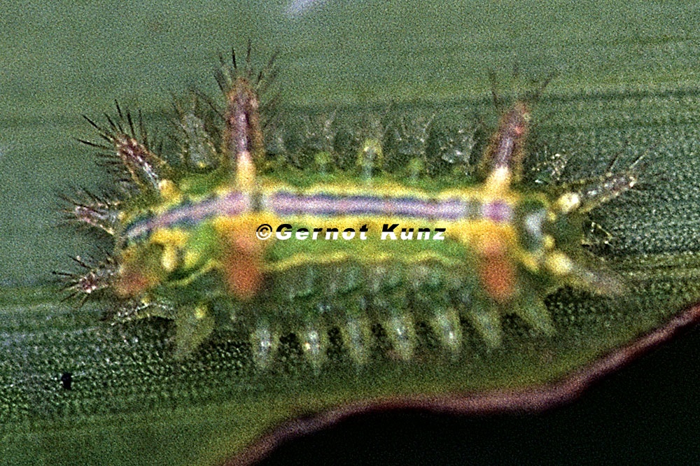 Euclea sp  30 2
