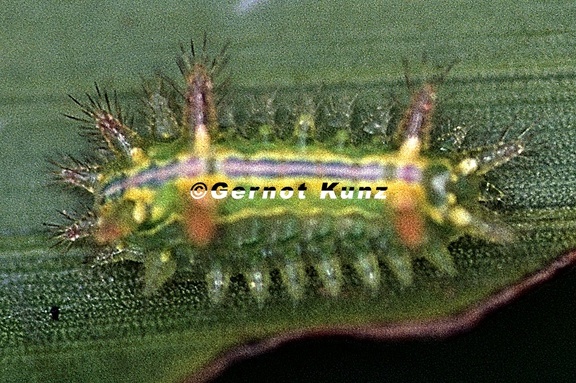 Euclea sp  30 2