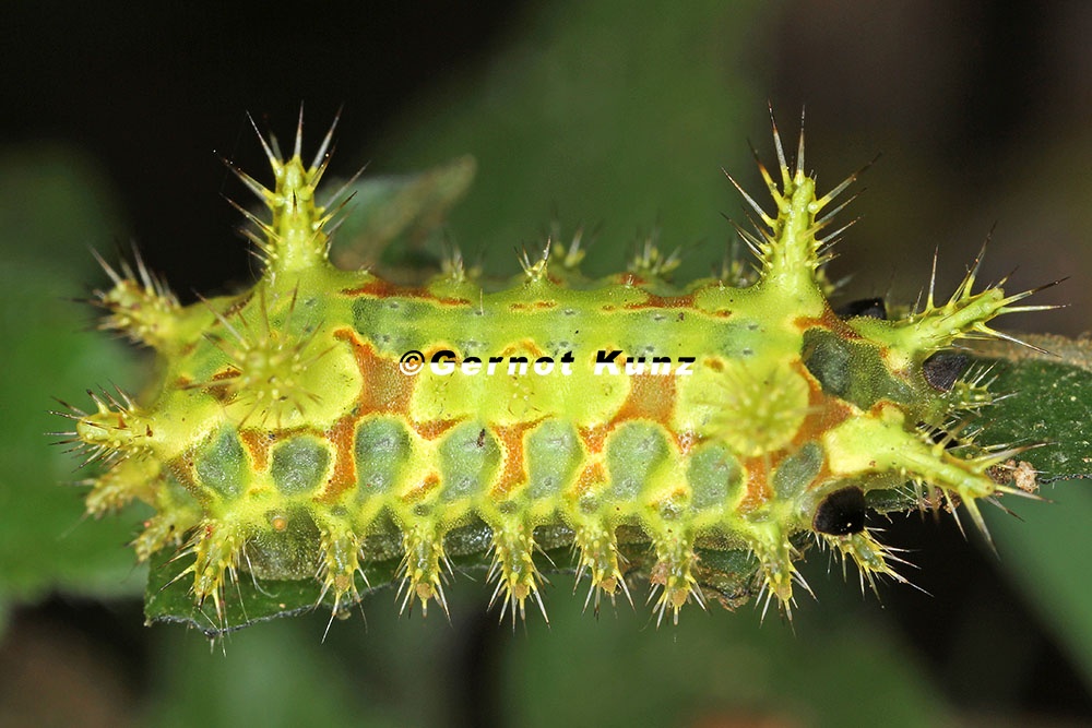 Euclea sp  9 2