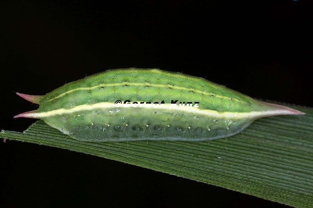 Limacodidae indet  2 2