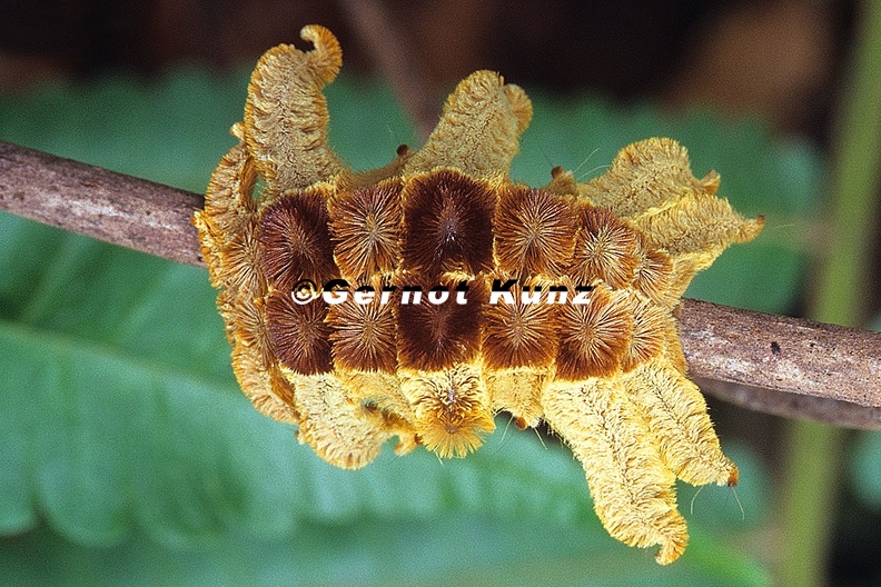 Phoebetron sp  1 2