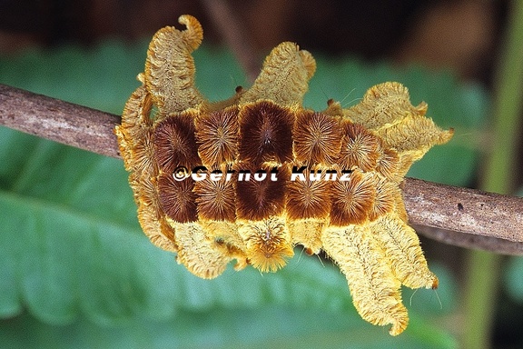 Phoebetron sp  1 2