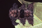 Phoebetron sp  3 2