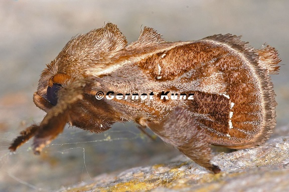 Euclea distrahens 1 2