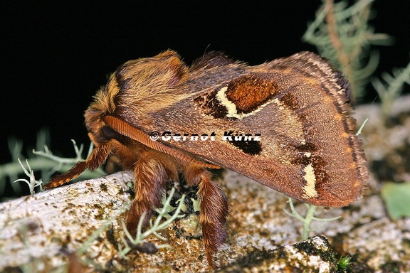 Euclea sp  6 2