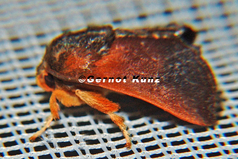 Limacodidae indet 3 2 - Limacodidae_indet__3_2.jpg Limacodidae_indet__3_2.jpg