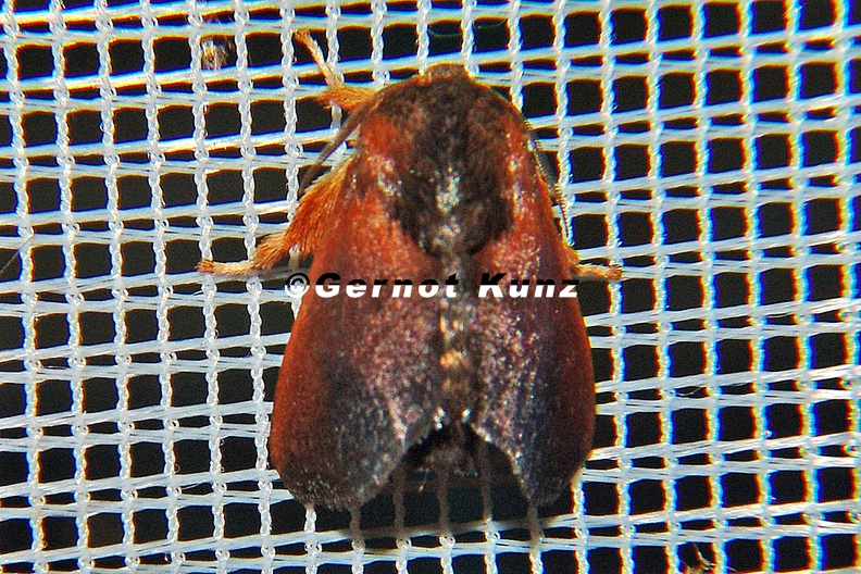Limacodidae_indet__8_2.jpg