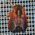 Limacodidae indet  8 2
