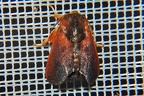 Limacodidae indet  8 2