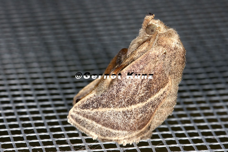 Natada_subpectinata_5_2.jpg