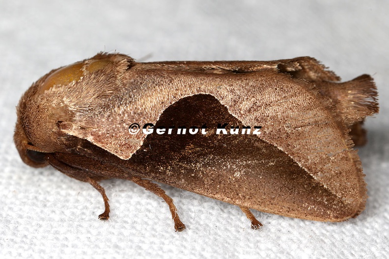 Prolimacodes_triangulifera_2_2.jpg