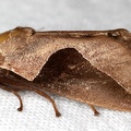 Prolimacodes triangulifera 2 2