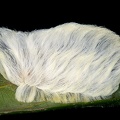 Megalopygidae indet  L 1 2