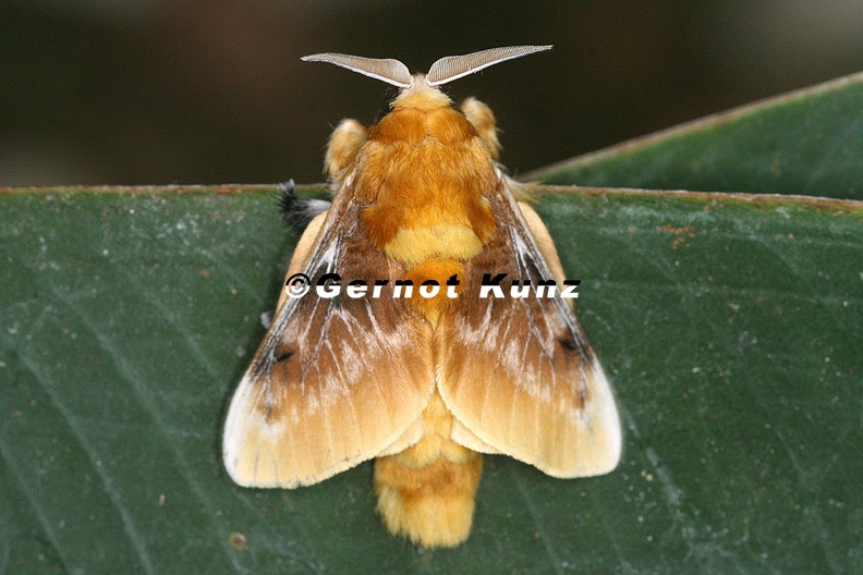 Megalopyge_opercularis__Southern_Flannel_Moth_1_2.jpg