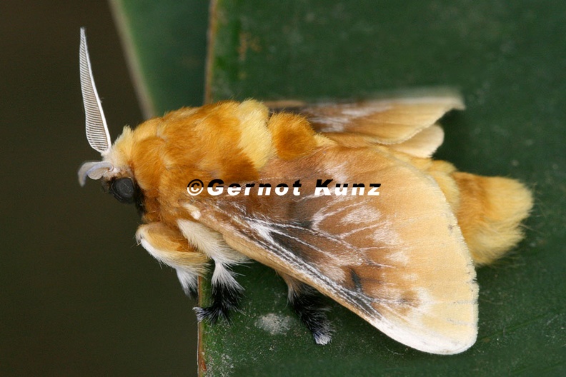 Megalopyge_opercularis__Southern_Flannel_Moth_2_2.jpg