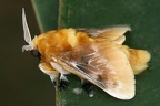 Megalopyge opercularis  Southern Flannel Moth 2 2