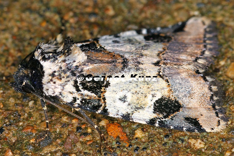 Amphipyrinae indet 18 2 - Amphipyrinae_indet_18_2.jpg Amphipyrinae_indet_18_2.jpg