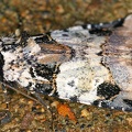 Amphipyrinae indet 18 2