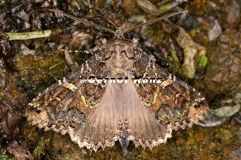 Amphipyrinae indet 10 2 - Amphipyrinae_indet__10_2.jpg Amphipyrinae_indet__10_2.jpg