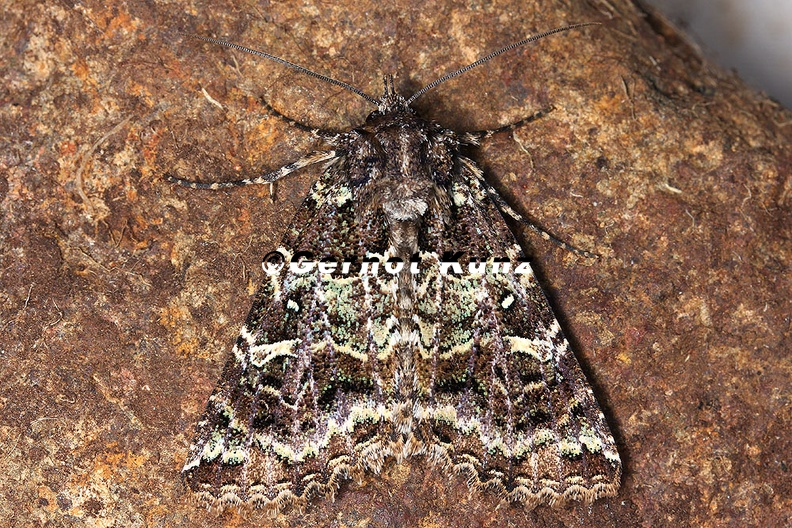 Amphipyrinae indet 11 2 - Amphipyrinae_indet__11_2.jpg Amphipyrinae_indet__11_2.jpg