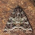 Amphipyrinae indet  11 2