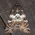 Amphipyrinae indet  11 4
