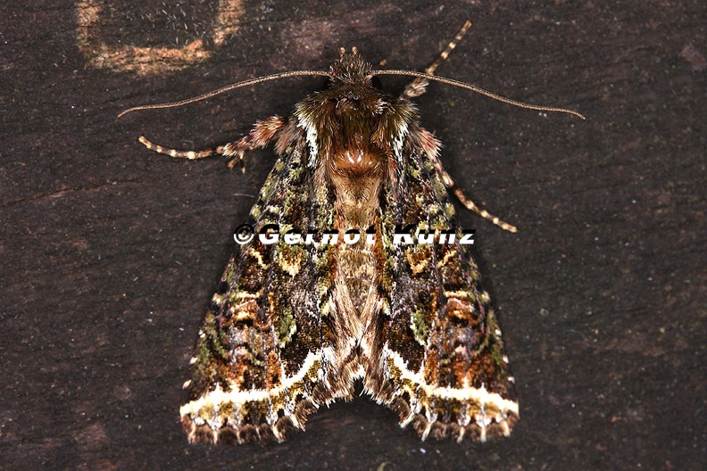 Amphipyrinae indet 12 2 - Amphipyrinae_indet__12_2.jpg Amphipyrinae_indet__12_2.jpg