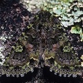 Amphipyrinae indet  14 2
