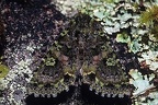 Amphipyrinae indet  14 2