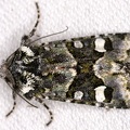 Amphipyrinae indet  15 4